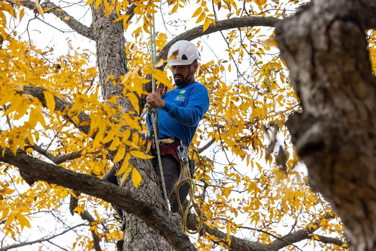 Skilled Tree Transplanting crew working in Cumberland